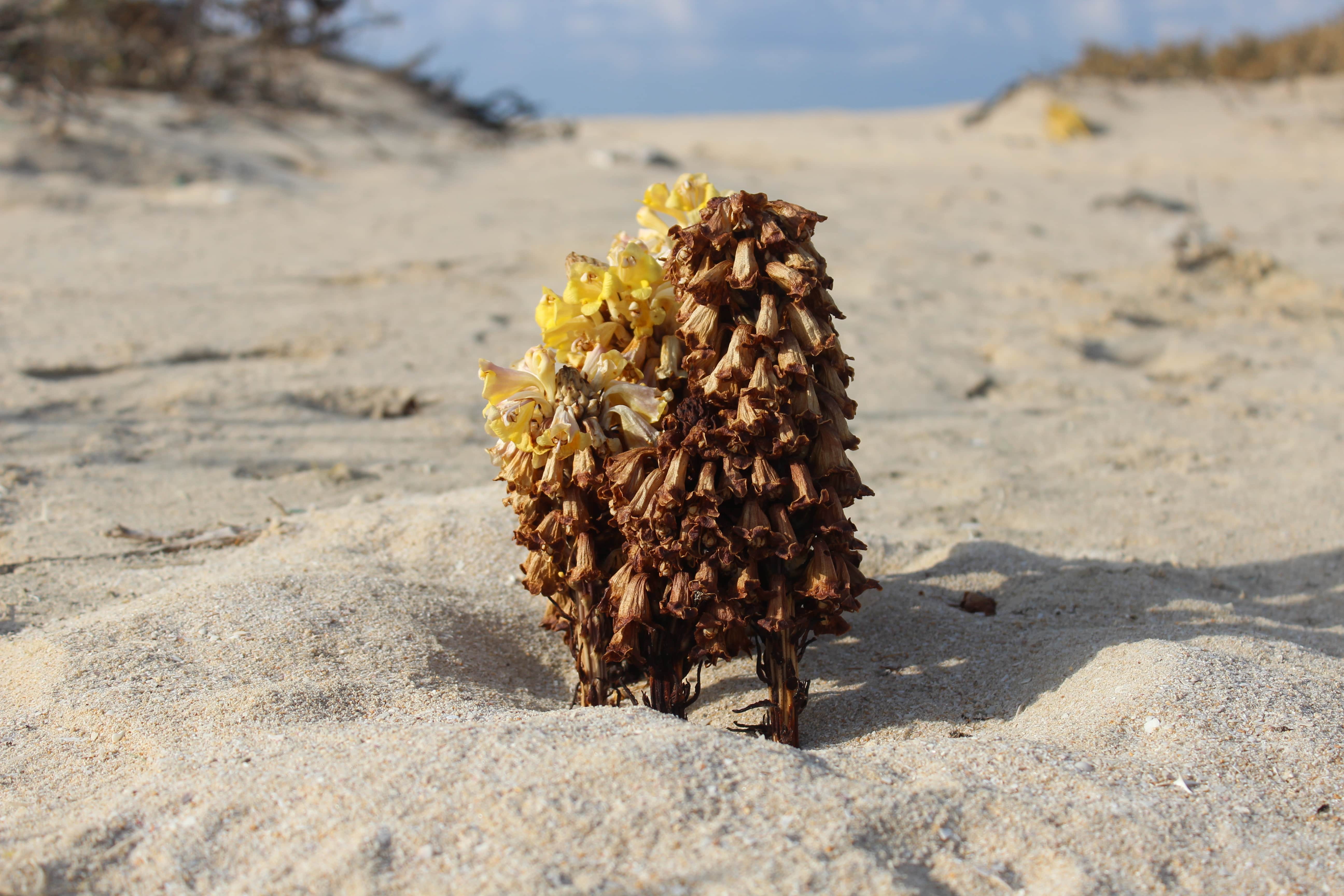 Plant Image